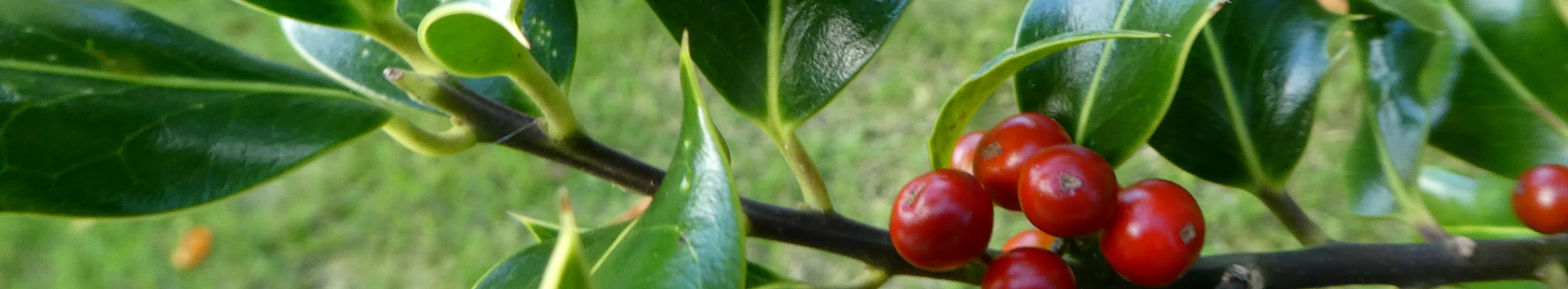 Fruits and leaves of the common holly 