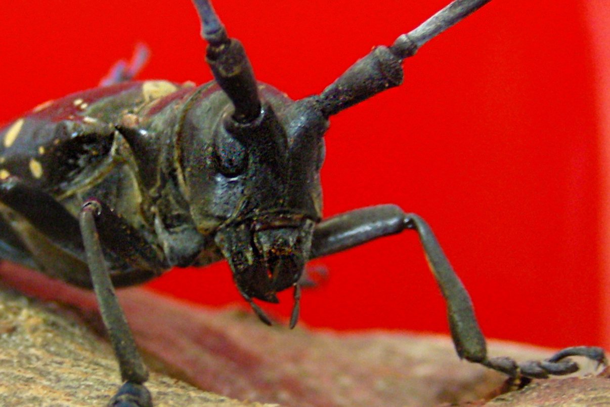 Vollzugshilfe Waldschutz 1 Vollzugshilfe Waldschutz