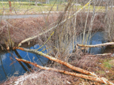 a suitable beaver habitat