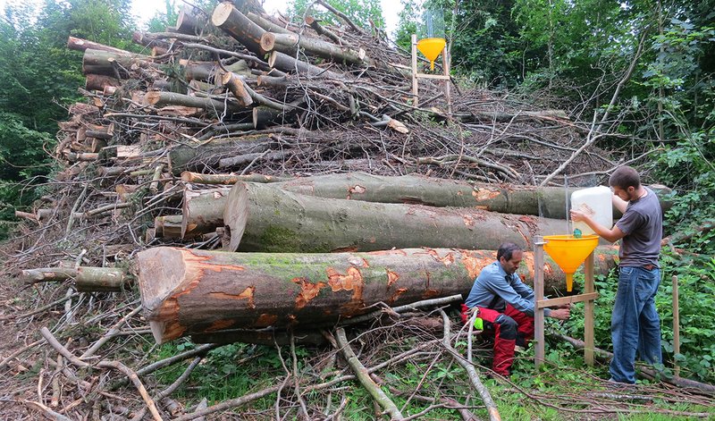 ricercatori studiando l'effetto di depositi di legname