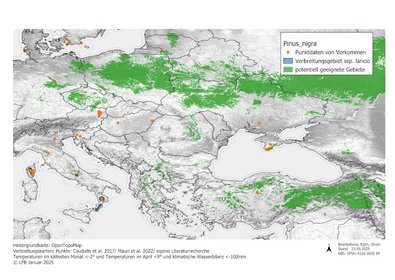 Verbreitungskarte Schwarz-Kiefer