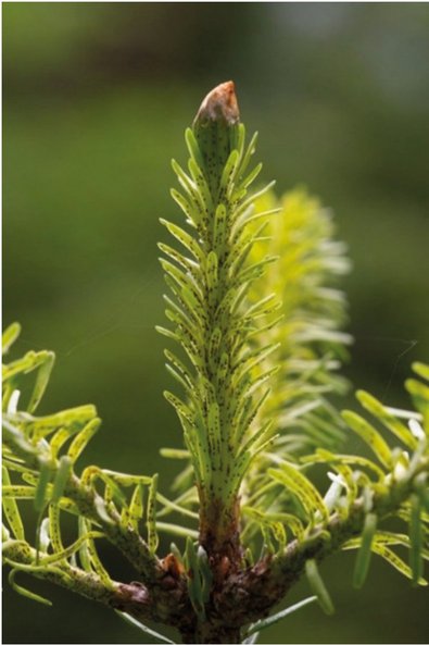 kleine schwarze Punkte am frischen Maitrieb einer Tanne