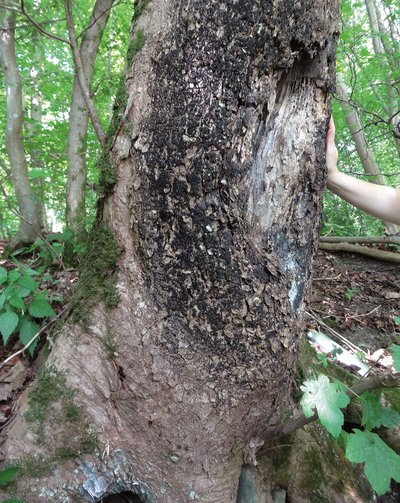 sycamore trunk canker 