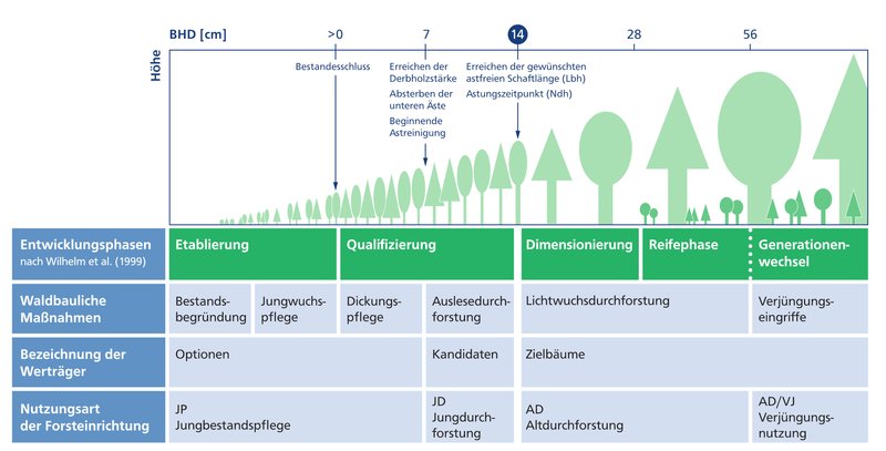 Modell der Entwicklungsschritte von Wäldern und den möglichen Maßnahmen in den einzelnen Altersphasen