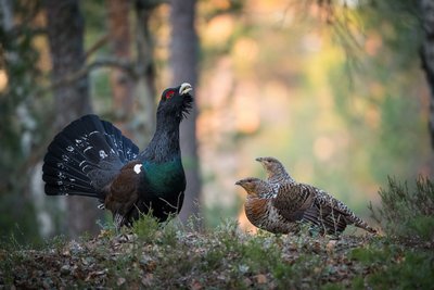 male and female capercaillie