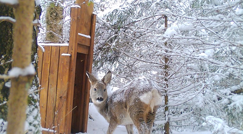 A deer in a wintry forest in front of a trap