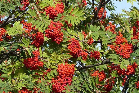 Vogelbeere