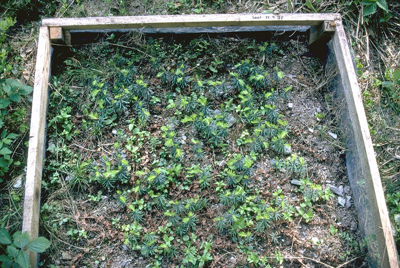 Dreijährige Tannensämlinge in Saatkiste