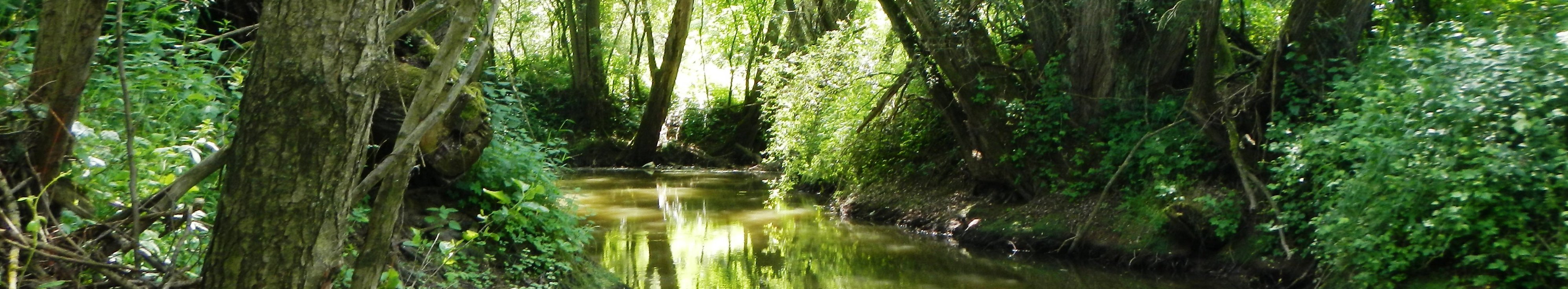 Die grünbraune stark spiegelnde Wasserfläche der Baunach grenzt an lichtdurchfluteten Auwald