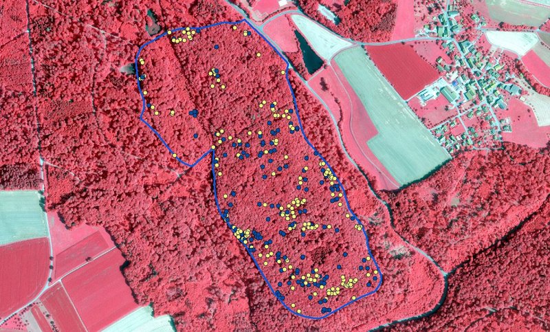 Abb. 6: Orthofoto eines Bannwaldes. Seit 2019 beginnend mit schweren Trockenschäden, vor allem dort, wo der Standort „tonhaltiger“ wird. (Gelbe Punkte = abgestorbene Bäume; blaue Punkte = Blattverluste > 70 %) (FVA BW/Kirchhöfer).
