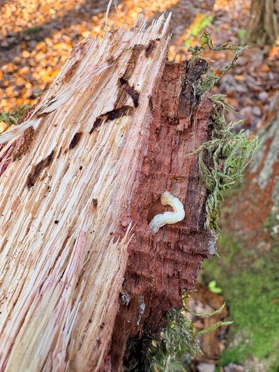 Larve des Zweipunktigen Eichenprachtkäfers im Holz einer Eiche
