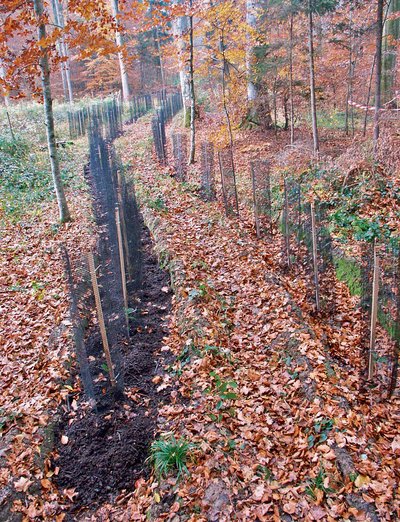 Mit Schwarzerlen bepflanzte Fahrspuren