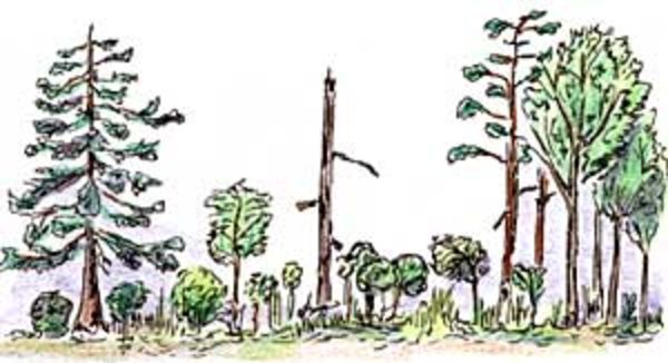 Les lisières – un habitat plein de surprises