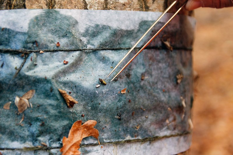 Abb. 10: Frostspanner-Weibchen auf einem Leimring (Foto: D. Wonsack, Mooswald bei Freiburg)