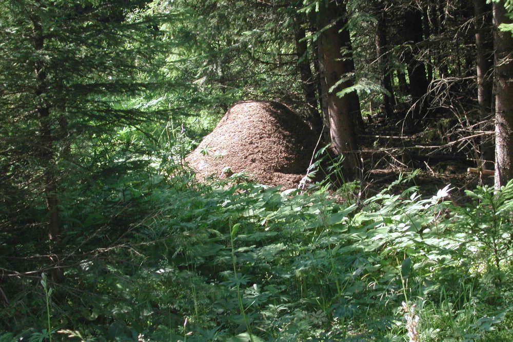 Ameisenhügel im Wald