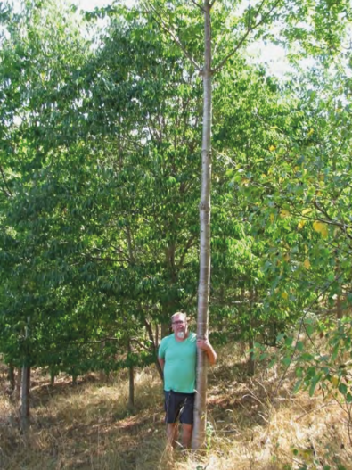 Mann neben einem geradeschaftigen Baum