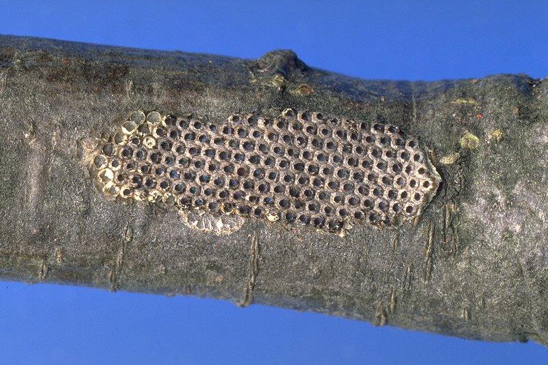 Nids vides de la chenille processionnaire du chêne