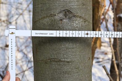 Der aktuelle Durchmesser lässt sich dann an der Skala ablesen (hier forstlich gerundete 18 cm).