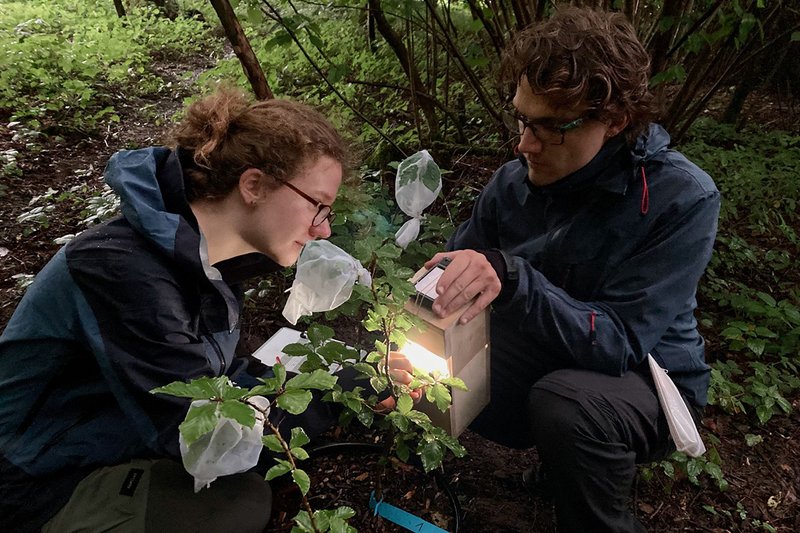 Forscher erheben durch Insekten verursachten Frassspuren und andere Blattschäden