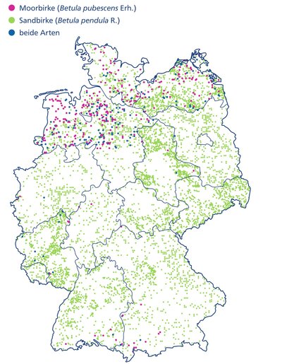Deutschlandkarte - die Moorbirke kommt vor allem im Norden vor, die Sandbirke ist über ganz Deutschland verteilt