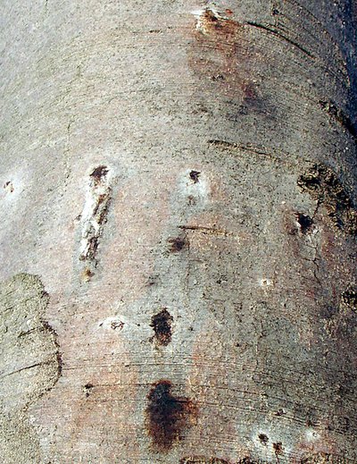trunk of a beech