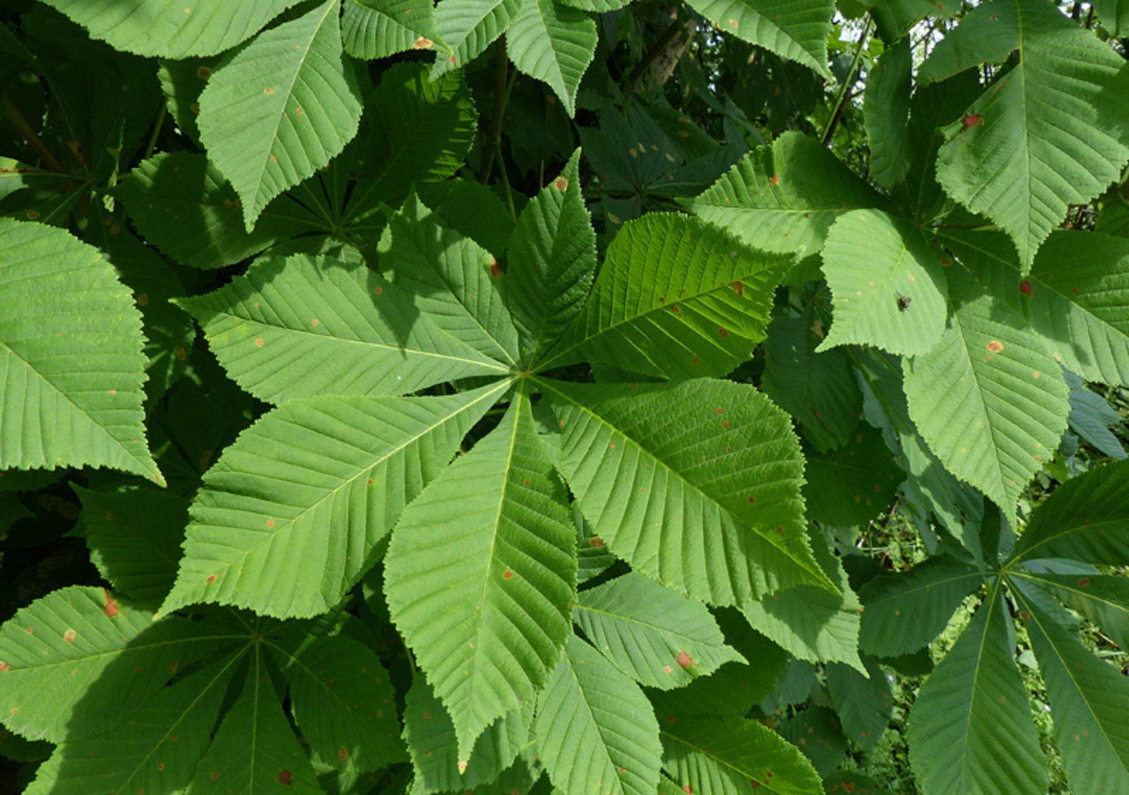 Le marronnier *(Aesculus hippocastanum)*