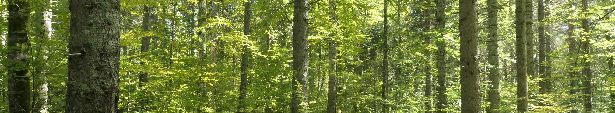 Strukturreicher Mischbestand
