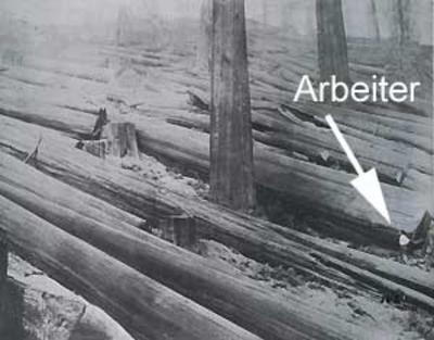 Geschlagene Redwoods
