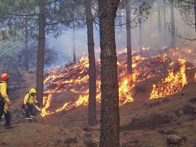 Waldbrandbekämpfung durch kontrolliertes abbrennen (Daniel Kraus/EFICENT)