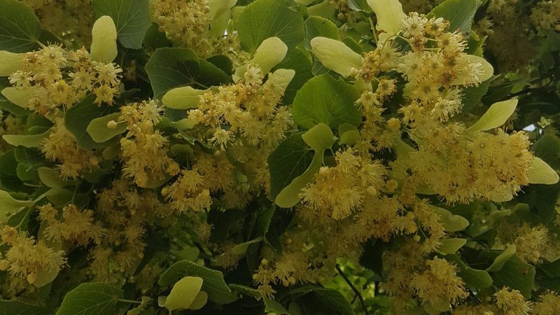 yellowish flowers