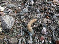 Losung des Auerhuhns