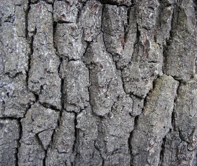 Eichenrinde