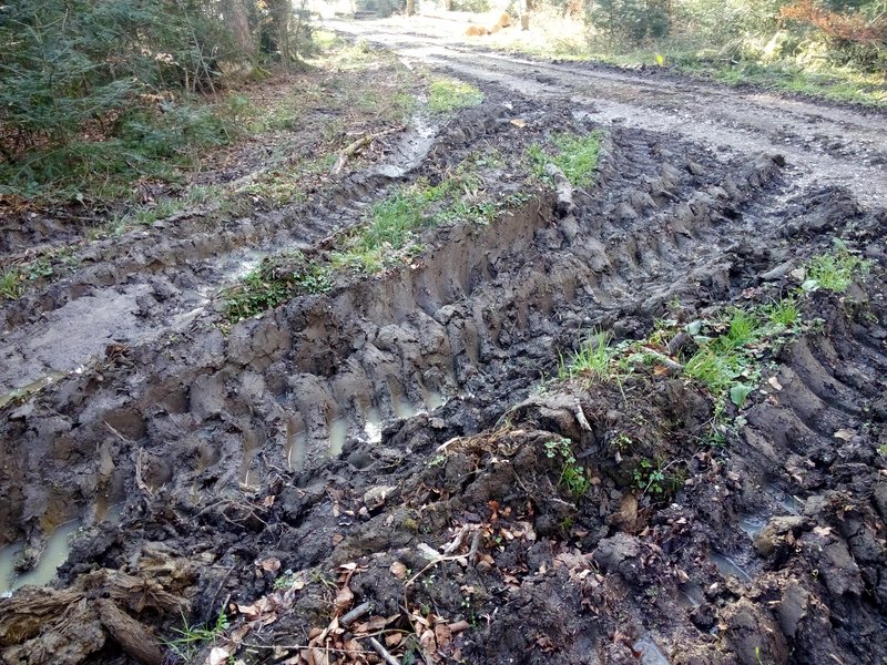 Fahrspruren von Rückefahrzeugen im Wald