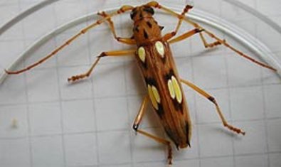 Abbildung 2: Weiblicher (b) Bockkäfer Eburodacrys elegantula