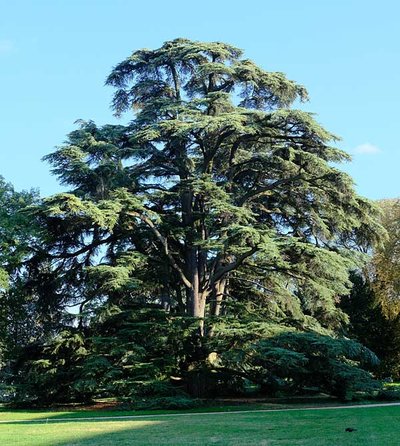Die xxx-Zeder ist eine der Alternativbaumarten.