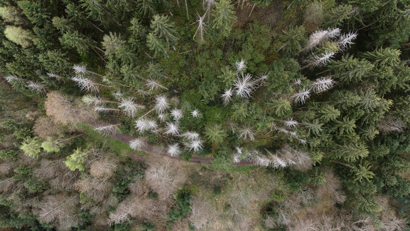Die hier weiß leuchtenden Bäume sind stehende, tote Nadelbäume. Diese meist durch Dürre und/oder Insekten getöteten Bäume werden bei zunehmender Zerfallsstufe instabiler. Daher kann es sein, dass Äste oder der gesamte Baum fallen und Menschen, die sich in der Nähe aufhalten, gefährden.