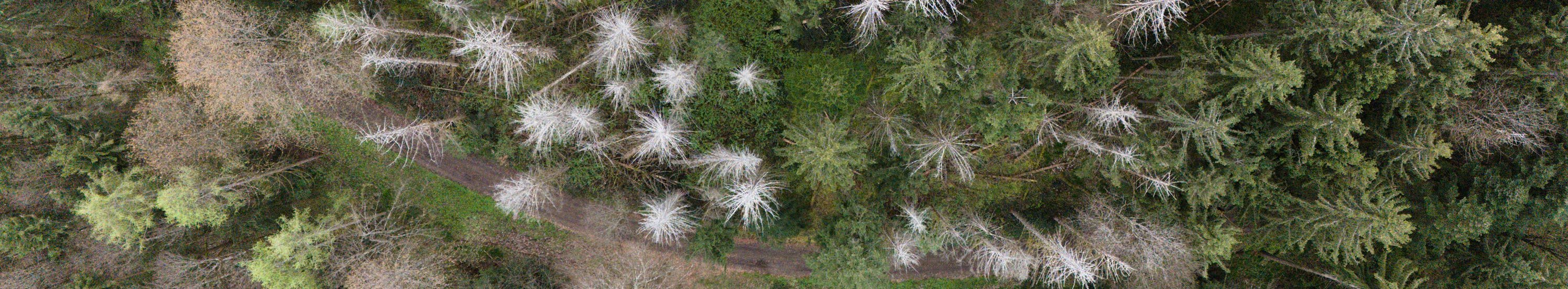 Die hier weiß leuchtenden Bäume sind stehende, tote Nadelbäume. Diese meist durch Dürre und/oder Insekten getöteten Bäume werden bei zunehmender Zerfallsstufe instabiler. Daher kann es sein, dass Äste oder der gesamte Baum fallen und Menschen, die sich in der Nähe aufhalten, gefährden.