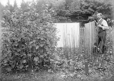 Kleine Bergahorne aus zwei unterschiedlichen Herkünften im Pflanzgarten