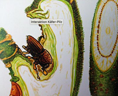 Interaktion Käfer-Pilz