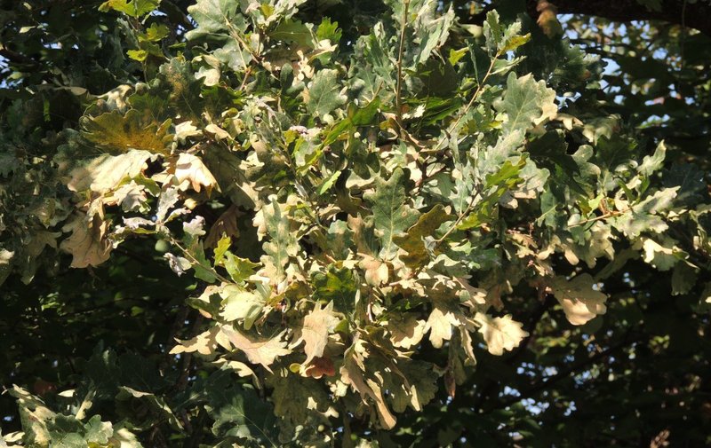 Eichenblätter mit starken Blattverfärbungen