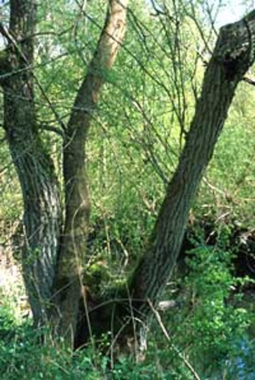 Weidenbaumstumpf mit Feldulme