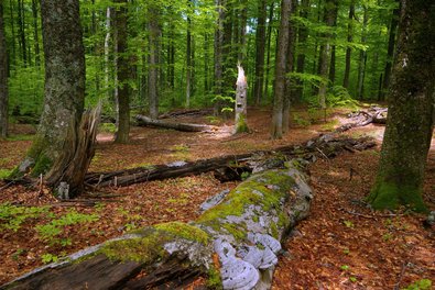 Woodrush-beech forest 
