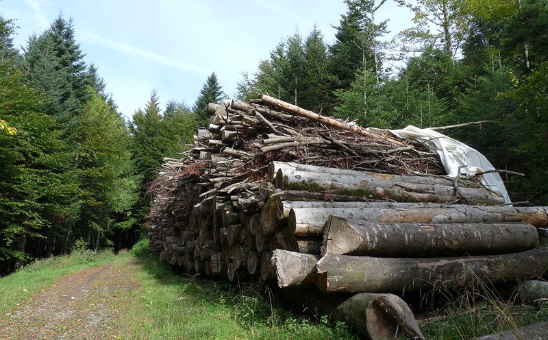 Stock de bois-énergie en forêt