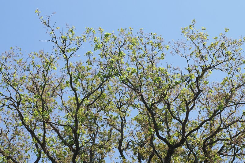 Starker Blattfrass durch Raupen in einem Laubbestand