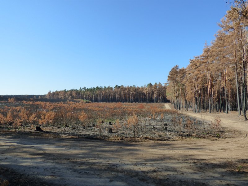 Kiefernkultur nach Großbrand bei Treuenbrietzen