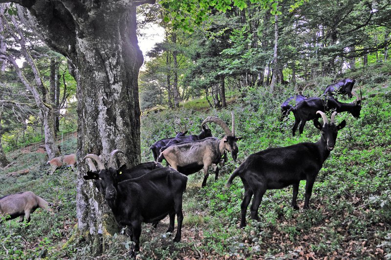 Die extensive Beweidung mit Ziegen oder das Mitführen von Ziegen in Rinderherden kann dazu beitragen, den offenen Charakter von Hutewäldern zu erhalten.