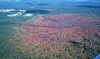 Entwicklung von Befall durch Southern pine beetle ohne Einwirkung von Bekämpfungsmaßnahmen 1983/84 im Gebiet Four Notch, Juli 1983
