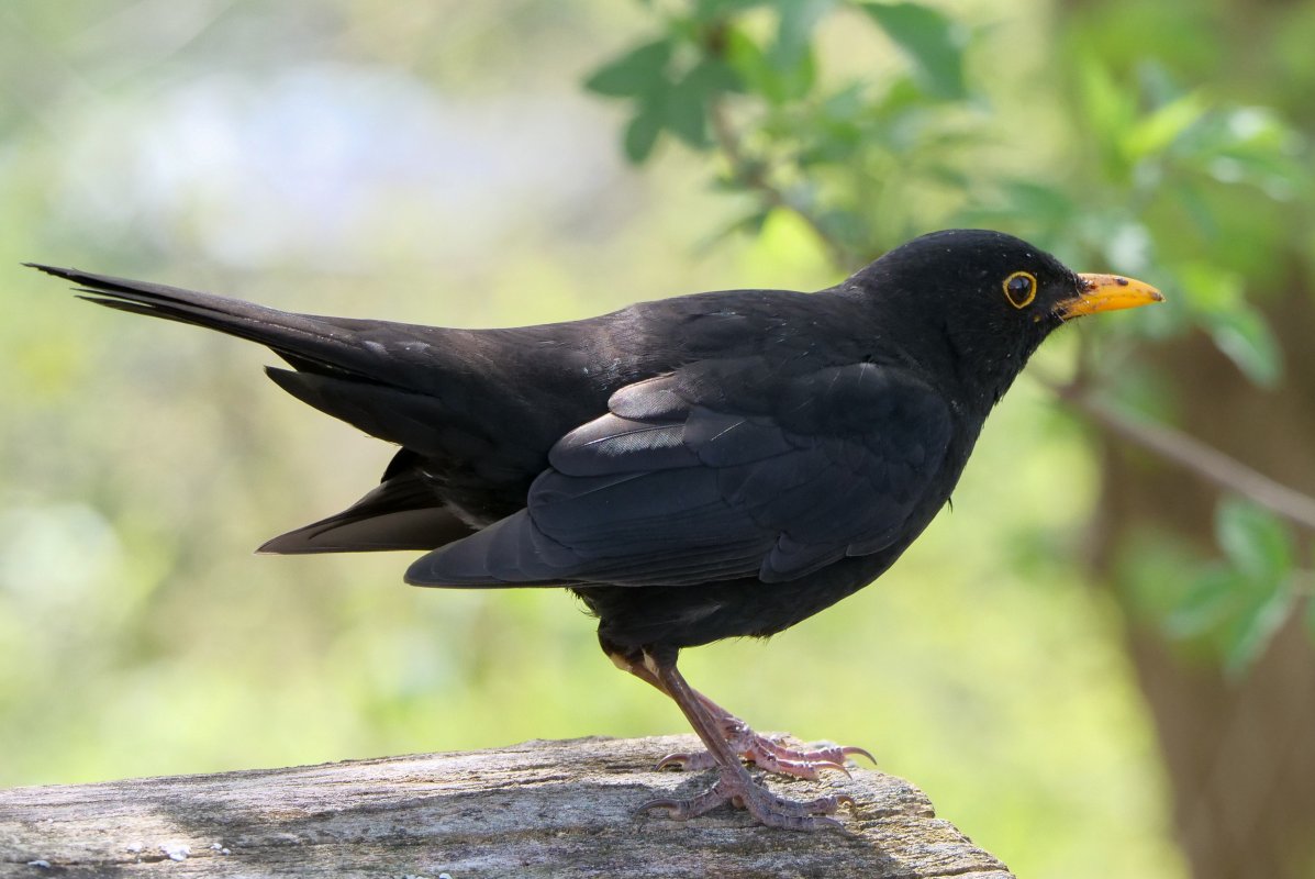 schwarzer Vogel mit gelbem Schnabel