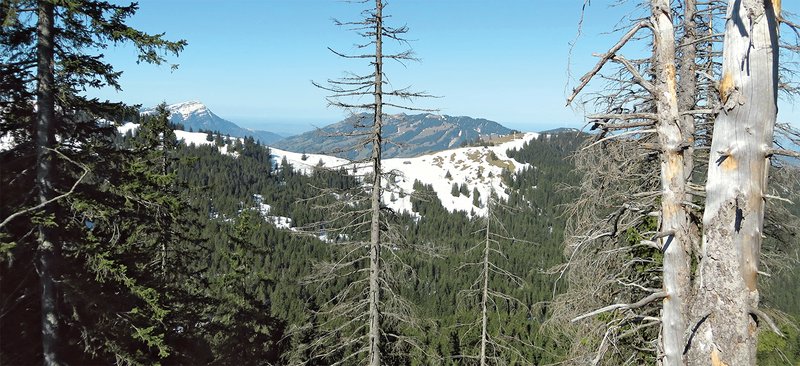 Subalpine spruce forest