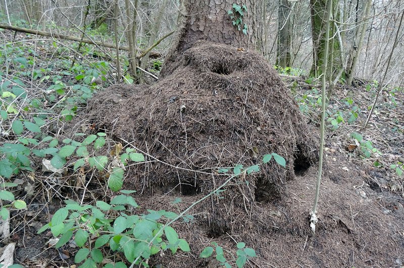 picchi hanno gravemente danneggiato questo nido di formiche